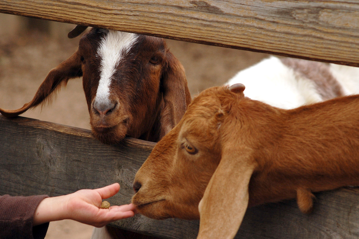 E coli outbreak from animals at state fair