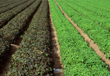 Field of romaine lettuce - E. coli risk