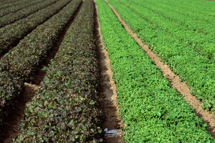 Field of romaine lettuce - E. coli risk