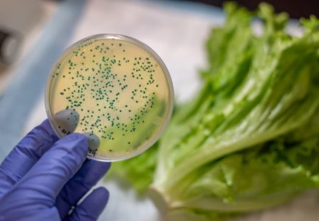 romaine lettuce traceback process