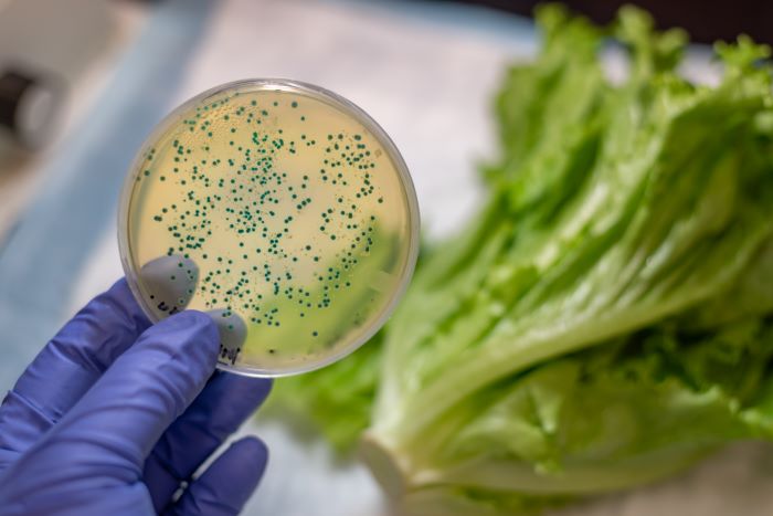 romaine lettuce traceback process