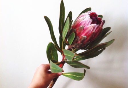 King Protea Flower of Somalia