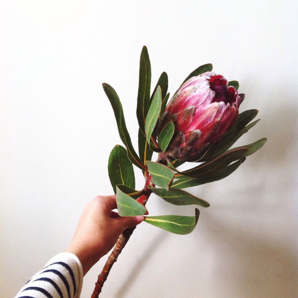 King Protea Flower of Somalia