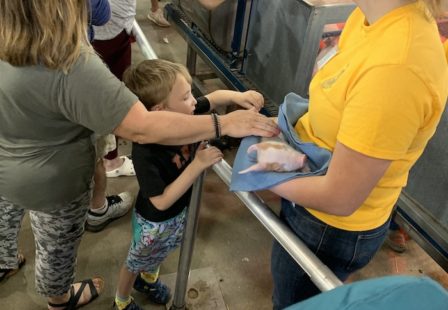 E. coli lawyer- Fairgoers pet a newborn animal held by an exhibit employee