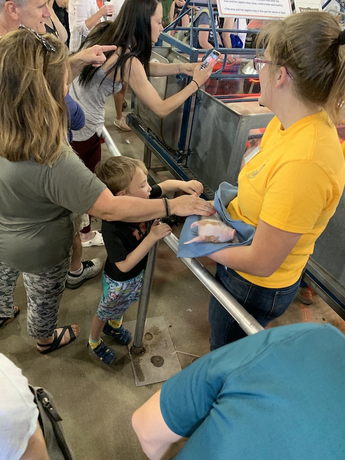 E. coli lawyer- Fairgoers pet a newborn animal held by an exhibit employee