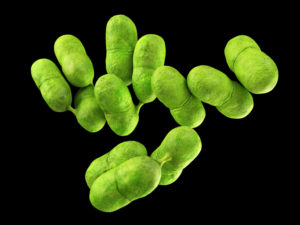 Listeria lawyer- Listeria bacteria