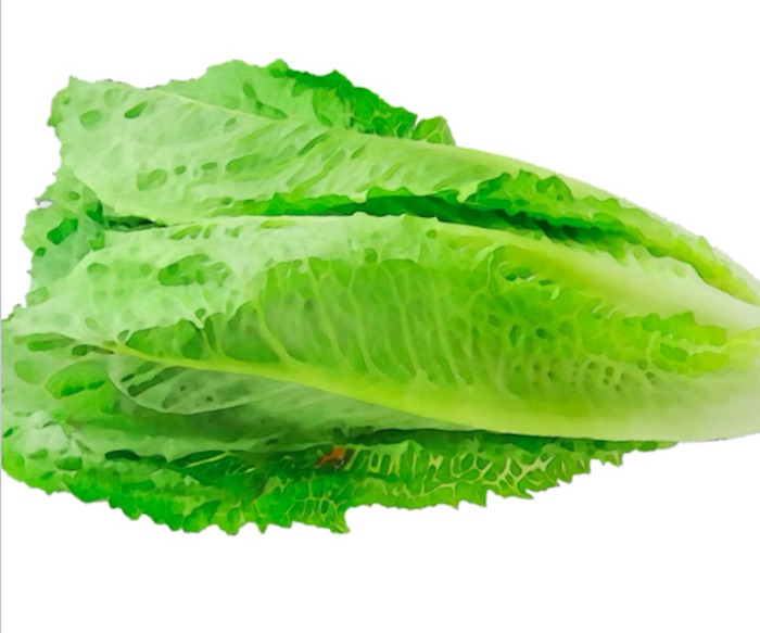 E. coli Lawyer - Whole head of Romaine horizontal