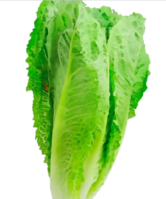 E. coli Lawyer - Whole head of Romaine vertical