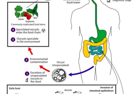 Cyclospora life cycle