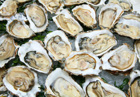 Raw oyster Salmonella outbreak