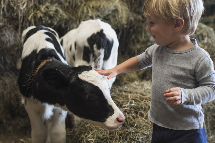 Perry Georgia National Fair E. coli Outbreak- boy petting cow
