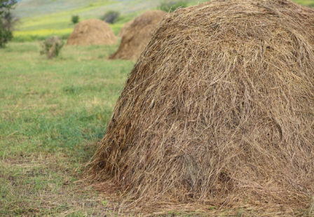 Hay on a farm