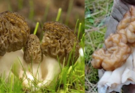 Morel-and-Gyromitra-mushrooms