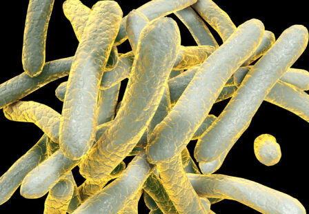 Mycobacterium tuberculosis bacteria, the Gram-positive rod-shaped bacteria which cause the disease tuberculosis.
