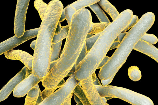 Mycobacterium tuberculosis bacteria, the Gram-positive rod-shaped bacteria which cause the disease tuberculosis.