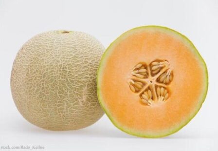 Cantaloupe Salmonella
