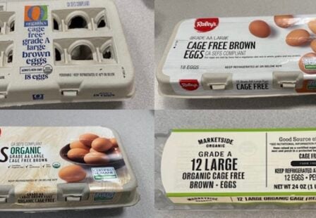 Organic Egg Salmonella Recall
