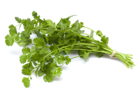 Cilantro on a white background