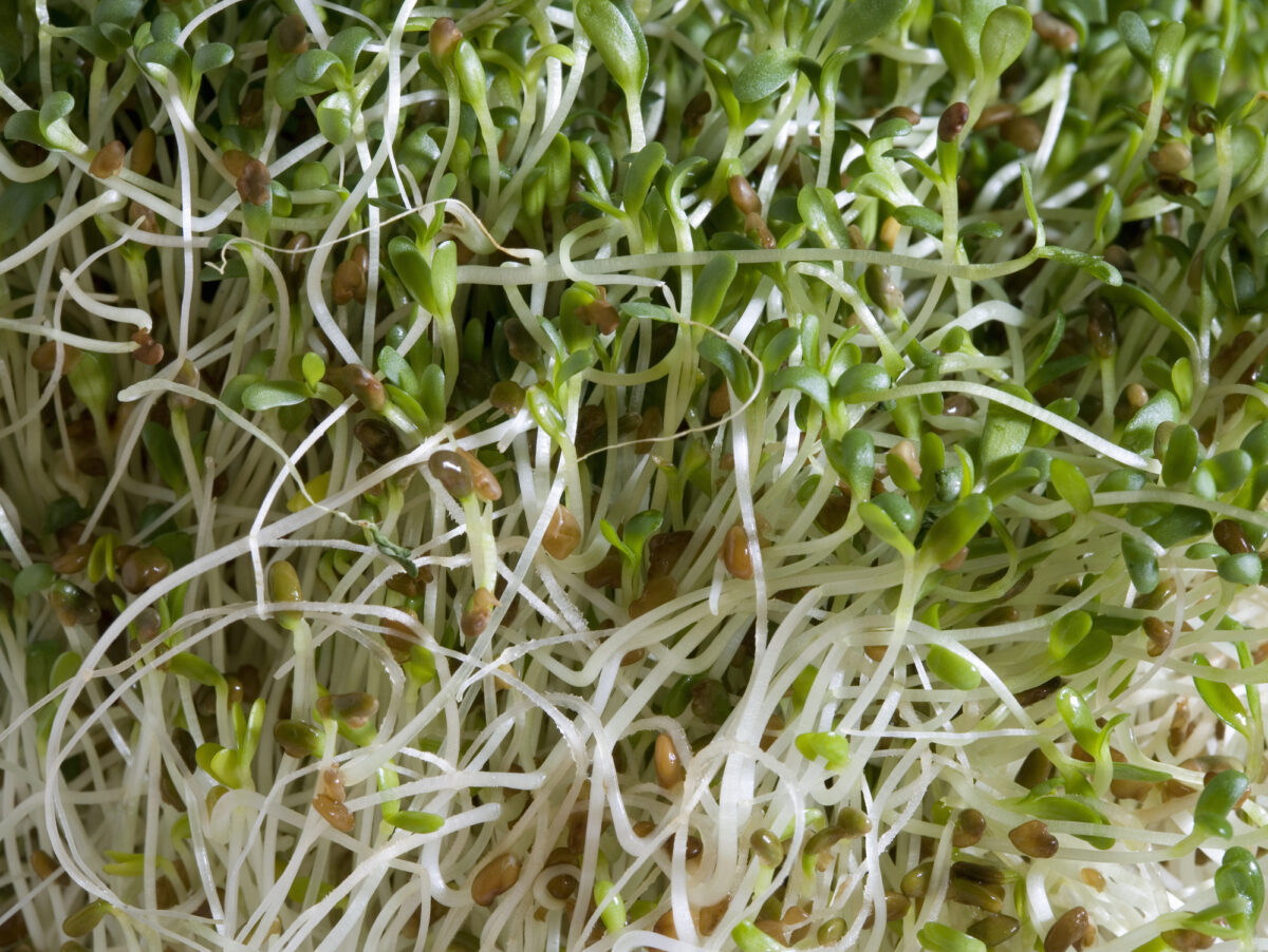 Alfalfa sprouts, close-up