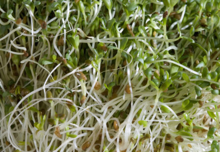 Alfalfa sprouts, close-up