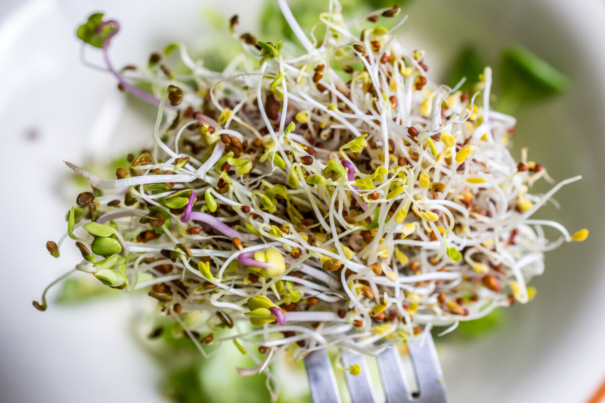 Fresh broccoli and alfalfa sprouts similar to those involved in separate 2026 foodborne illness outbreaks