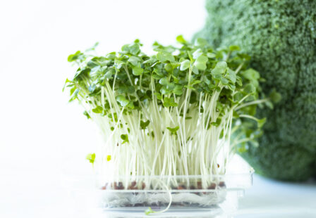 Fresh broccoli sprouts similar to those linked to the 2026 Salmonella outbreak
