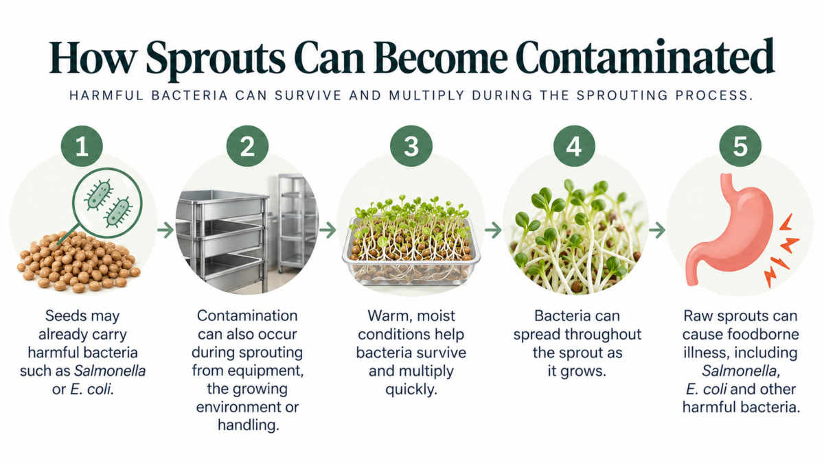 How raw sprouts can become contaminated with harmful bacteria like Salmonella and E. coli.