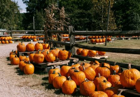 Orange pumpkins displayed at a farm during the fall harvest