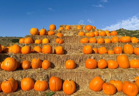 Orange pumpkins displayed at a California pumpkin farm